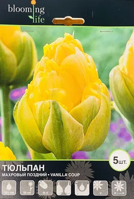 Махровые тюльпаны в шляпной коробке заказать с доставкой | Интернет-  магазин dakotaflora.com