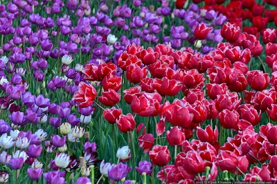 Много МНОГО! Очень много Тюльпанов 😍 Фото других цветов в Сторис 🔝  Успевайте заказать лучшее! 🤗 | By Гранат | Facebook