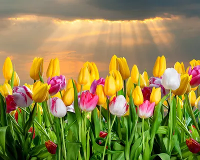 Тюльпан, мифический цветок - Flowers Emily