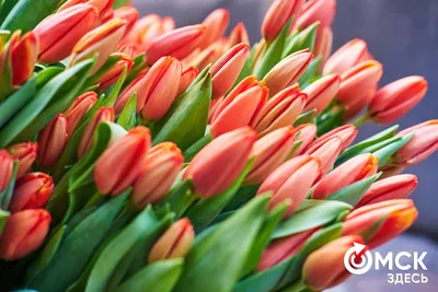 Бизнес на цветах: чего стоит продавцам роз и тюльпанов 8 марта