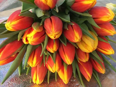 Тюльпаны много цветов весной Стоковое Изображение - изображение  насчитывающей промахов, весна: 118285453