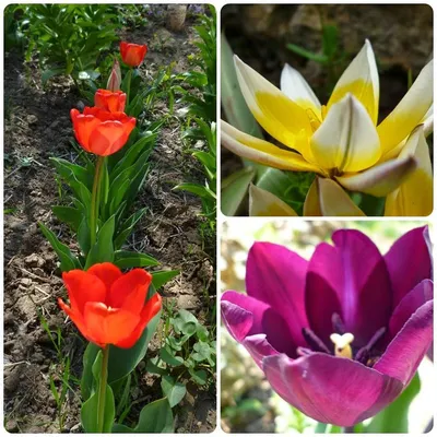 Красивые шикарные разноцветные тюльпаны…» — создано в Шедевруме
