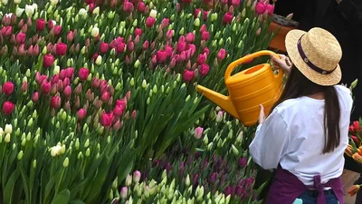Скачать обои цветы, весна, тюльпаны, много, красные тюльпаны разрешение  1920x1200 #141498