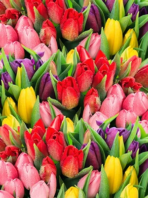 Картинки Разноцветные тюльпан цветок капельки Много 600x800
