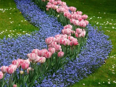 Тюльпаны красивое поле, тюльпанов …» — создано в Шедевруме