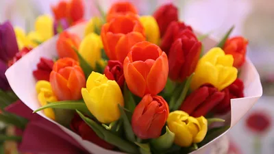 Тюльпаны бывают разные - жёлтые, белые, красные...
