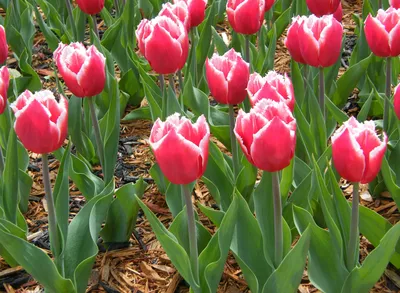 Красные тюльпаны цветы фотоколлекция, цветок, счастливый, много фон  картинки и Фото для бесплатной загрузки