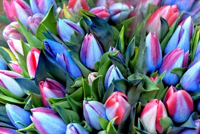 Эти роскошные тюльпаны 😍 Официально! Любые цвета, в любом кол-ве! Тюльпанов  очень много! До 8 марта всего ничего 😄 На фото букет 201… | Instagram