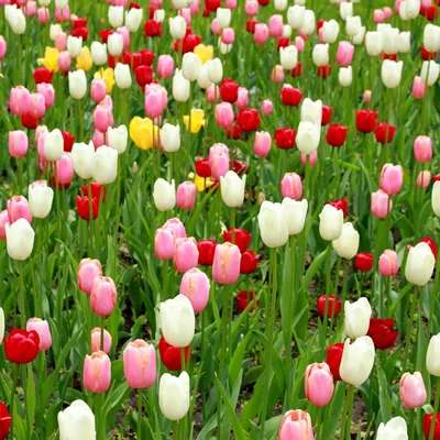 Отзыв о Растение садовое \"Тюльпан\" | \" Цветов так много на Земле...Но  сердцу милы мне тюльпаны!\"