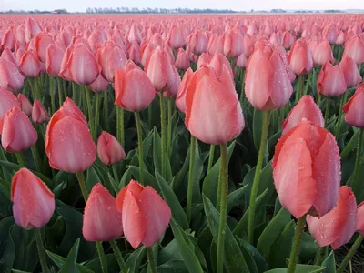 Много разноцветных тюльпанов на полях стоковое фото ©O.Rohulya 23317556