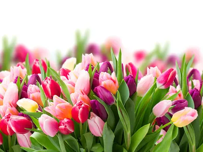 Тюльпаны: много тюльпанов! Восхитительная подборка к 8 Марта | Медиа Брест  | Дзен