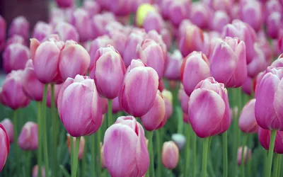 Скачать обои тюльпаны, много, мохнатые, Махровые бахромчатые тюльпаны,  колючие, раздел цветы в разрешении 1920x1408