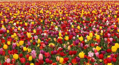Тюльпаны много тюльпанов фиолетовом …» — создано в Шедевруме
