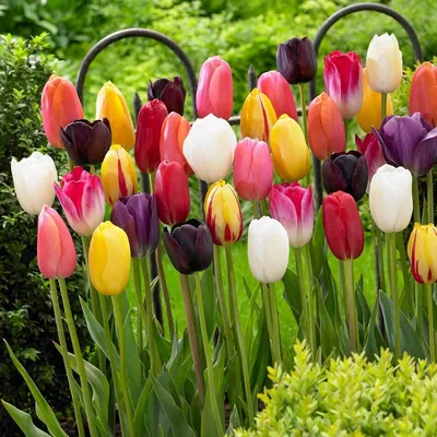 Идея клумбы посадка тюльпанов #клумба #дом #сад #дача #огород #тюльпаны |  Tulips garden design, Front garden design, Vegetable garden planner
