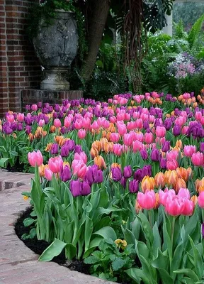 Тюльпаны в саду на даче (71 фото) » НА ДАЧЕ ФОТО