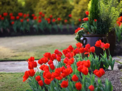 Красивые фото тюльпанов в саду, на даче, в цветнике