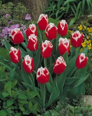 Как красиво посадить тюльпаны в саду или на даче - Matla Flowers