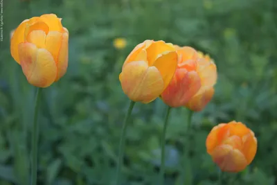 Было бы время, тюльпаны на даче выращивала бы только так: показываю какие  невероятной красоты я видела клумбы | Белорусские сотки | Дзен