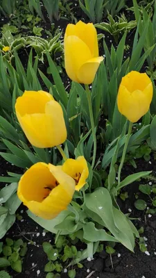 Бабушкины тюльпаны с дачи 🤌⚘ Теперь будут красоваться у меня в комнате 💐  #аромат #тюльпаны #цветочки икебана #букет #flowers… | Instagram