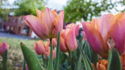 Тюльпаны на даче - YouTube