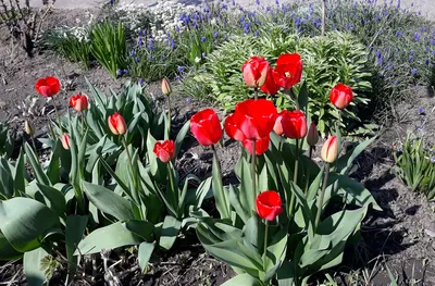 Тюльпаны на даче: простые секреты выращивания | K1NEWS Кострома