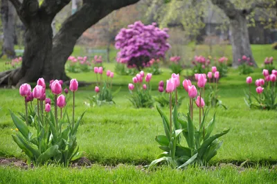 Тюльпаны в саду: ландшафтный дизайн, как красиво посадить на участке - 14  фото
