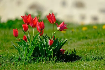 Весна на даче: тюльпаны. :: Александр Куканов (Лотошинский) – Социальная  сеть ФотоКто
