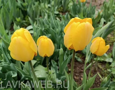 Тюльпаны на даче (105 фото) »