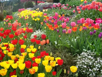 Тюльпаны в саду (53 фото) - 53 фото