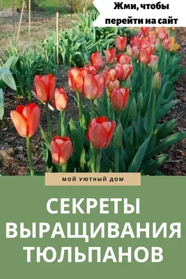 Посадка тюльпанов осенью Невероятно красивые и всеми любимые тюльпаны нужно  высаживать осенью в открытый.. | ВКонтакте