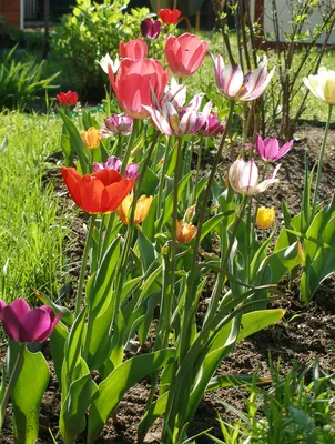Дача.блог - Необычные тюльпаны. Просто WOW! | Facebook