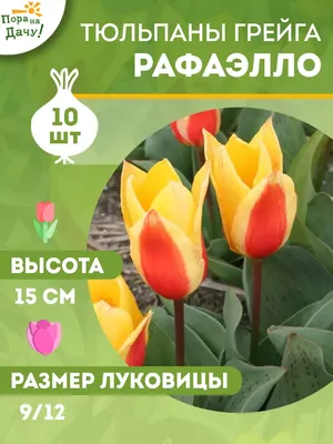 Тюльпан (Tulipa) - «Тюльпановый рай возле дома. ? Сколько живут тюльпаны? »  | отзывы