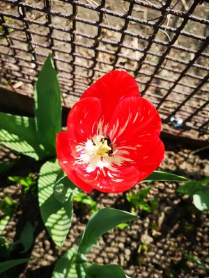 Триумф\" и \"Рембрандт\", махровые и пионовидные - в Ботаническом саду цветут  тюльпаны