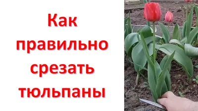 Тюльпаны на грядке (66 фото) » НА ДАЧЕ ФОТО