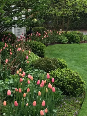 Куст тюльпана стоковое изображение. изображение насчитывающей весна -  87929051