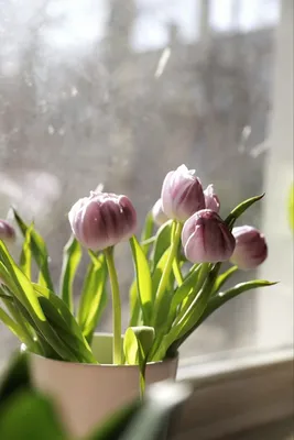 Тюльпаны на окне фото