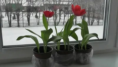 Купить Букет из 39 тюльпанов микс в упаковке в Минске недорого | Каталог,  цены, доставка почтой