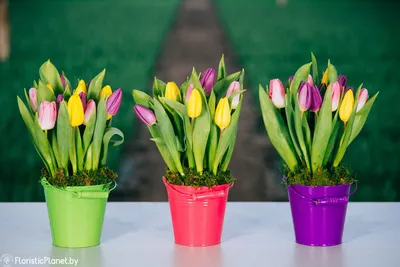 Tulips on the window / Тюльпаны на окне / Автор: Larissa