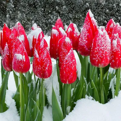У кого то подснежники , а у меня тюльпаны на снегу. ✓Высота 30 см ✓Цветы  латекс ✓Ваза стекло. #интерьернаяфлористика #тюльпаныввазе… | Snow flower,  Vase, Flowers