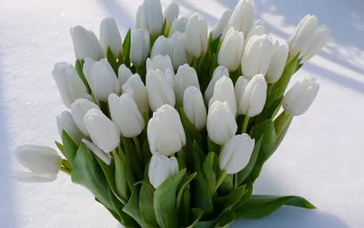 Тюльпаны в снегу и снегири - Псков вернулся в зиму в середине мая - МК Псков