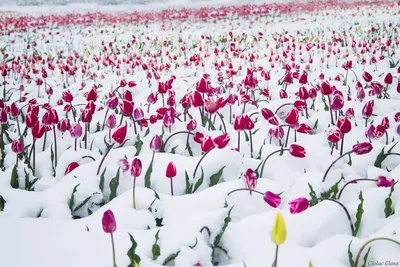 Тюльпаны в снегу - фото и картинки: 63 штук