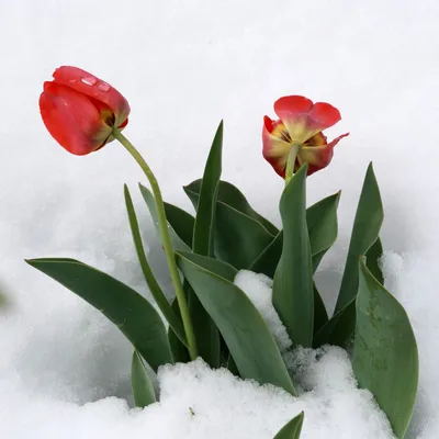 Photopodium.com - Тюльпаны на снегу