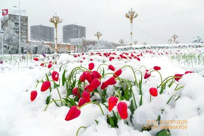 Тюльпаны под снегом стоковое фото. изображение насчитывающей сезон -  92189654