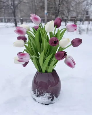 Тюльпаны в снегу | Пикабу