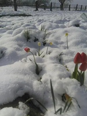 Тюльпаны в снегу