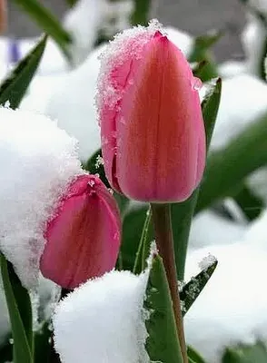 Тюльпаны на снегу фотографии