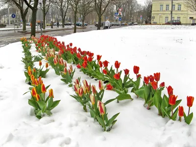 Тюльпаны на снегу - фото в формате png 