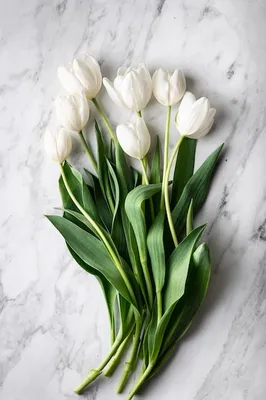 Красивые белые тюльпаны на столе | Премиум Фото