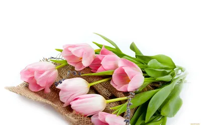 Обои для рабочего стола Тюльпаны цветок Цветной фон