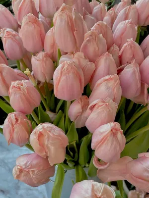 тюльпаны и блокнот изящно лежат на текстурированном белом столе, тюльпан,  тюльпан цветок, тюльпаны фон фон картинки и Фото для бесплатной загрузки